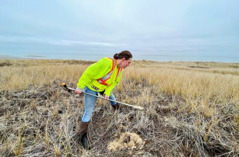 Tripp Nantucket Wetland Delineation