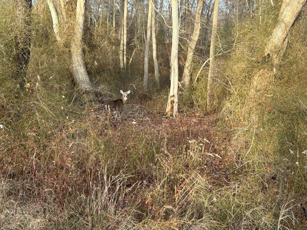 Two white-tailed deer in a wooded area.