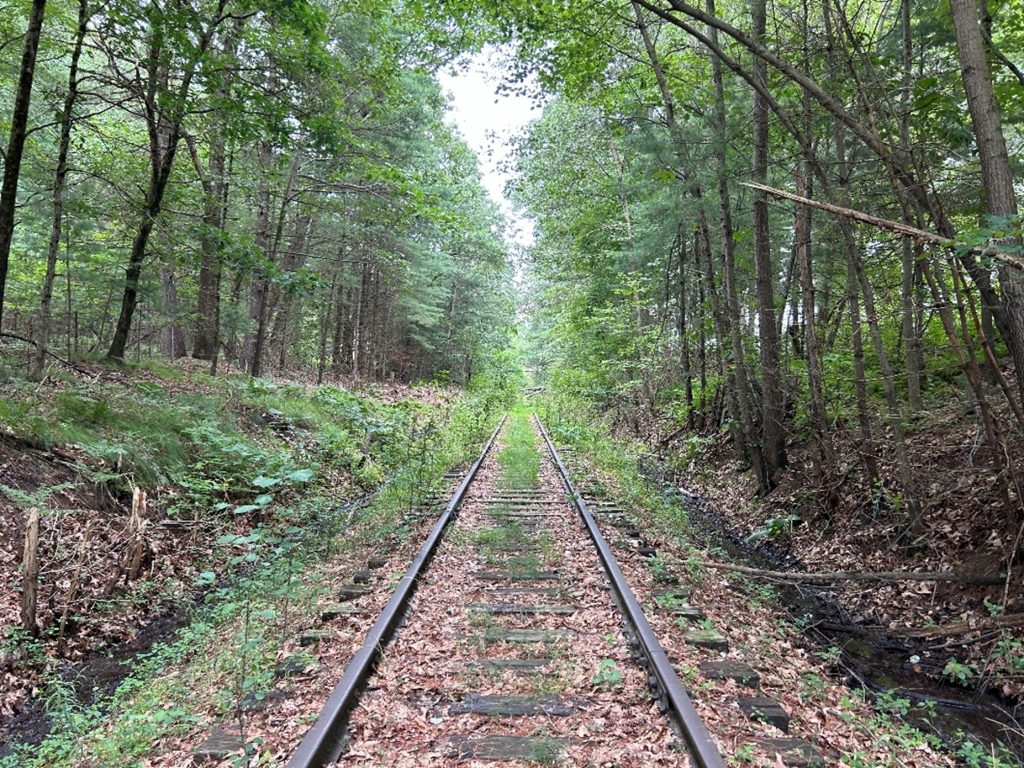 Abandoned, overgrown rail line in the woods.